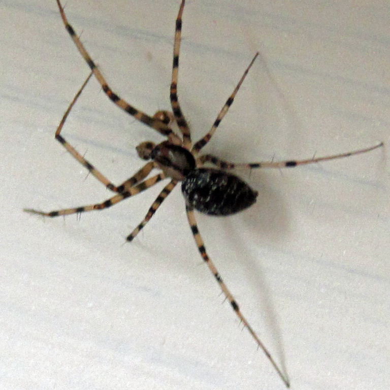Megalepthyphantes nebulosus Sheet-web Spider