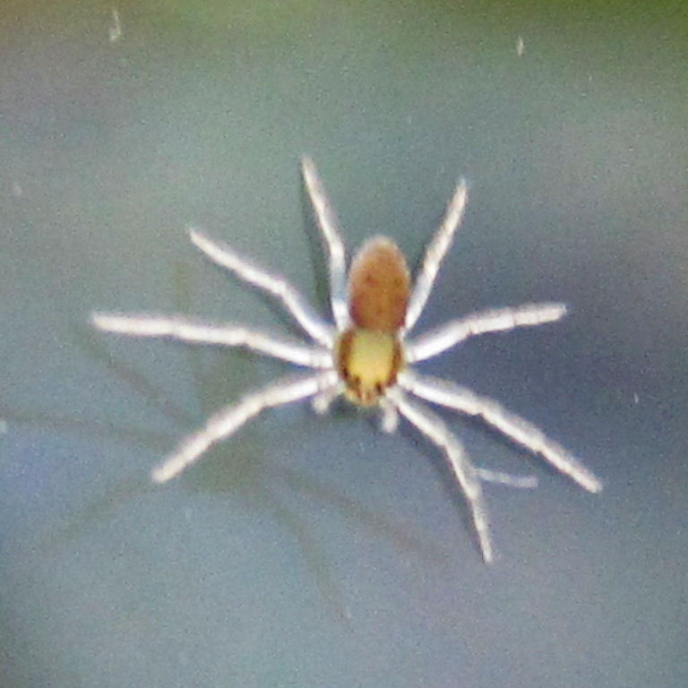tiny spider