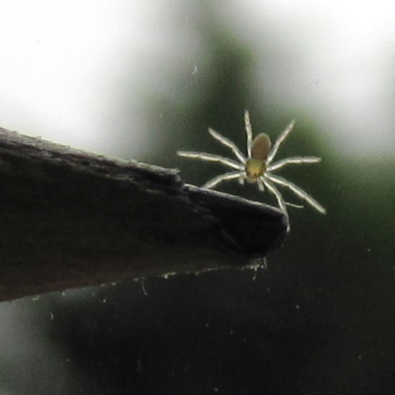 tiny spider on pencil tip