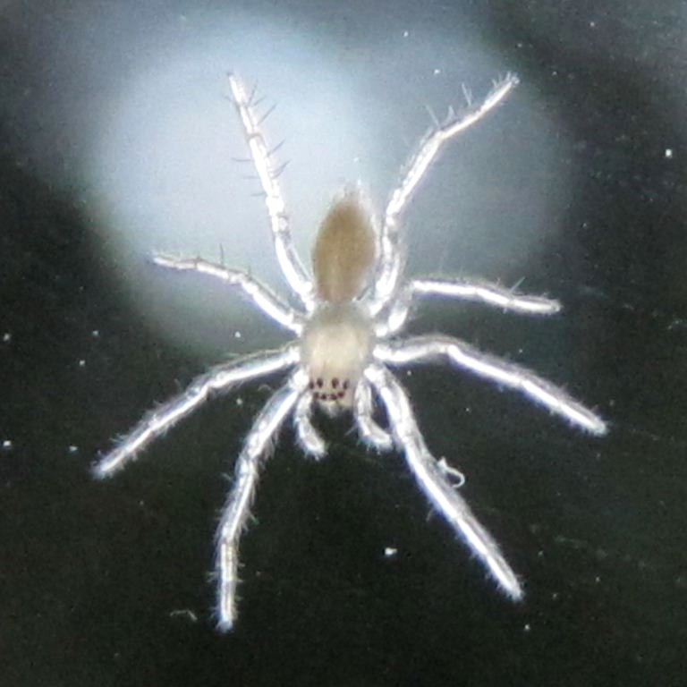 tiny spider