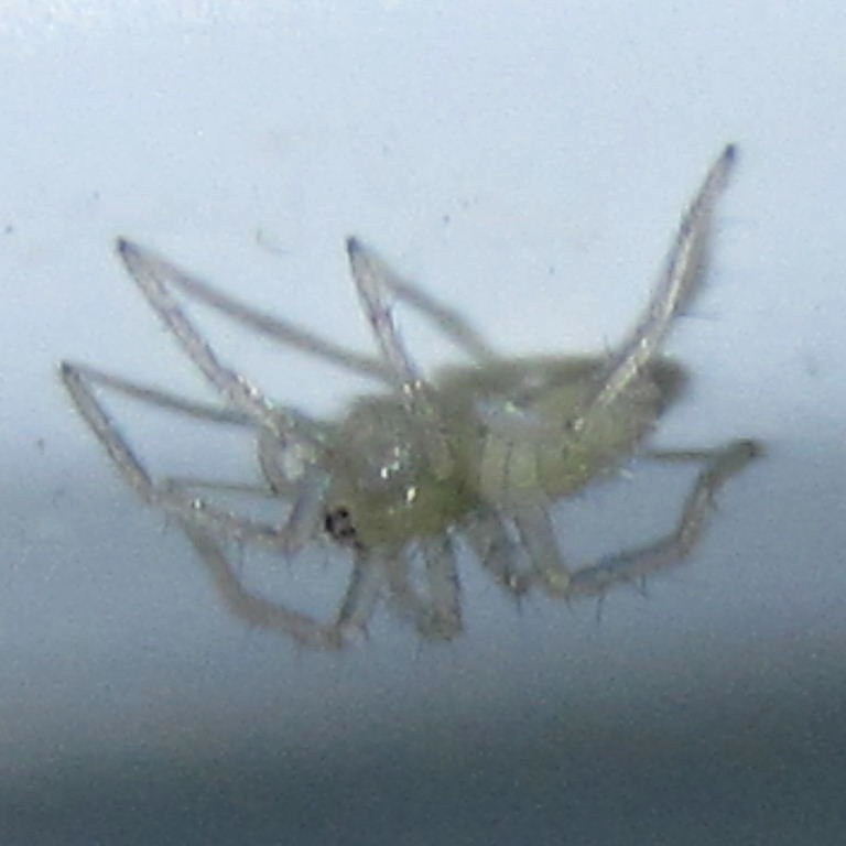tiny spider
