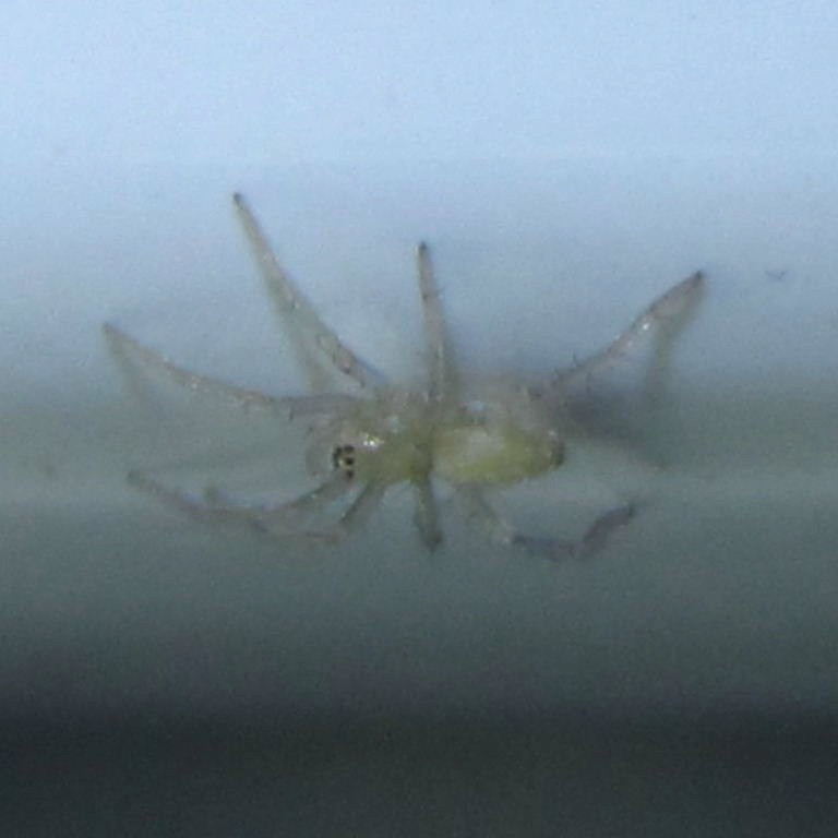 tiny spider