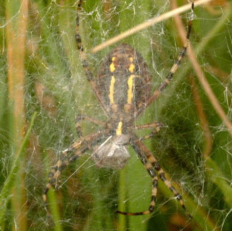 Wasp Spider