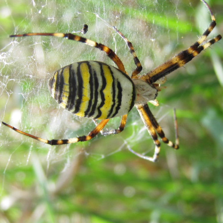 Wasp Spider female