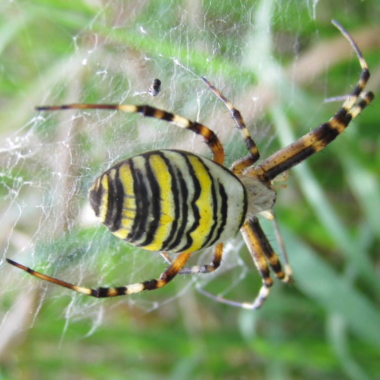 Wasp Spider