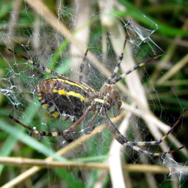 Wasp Spider underside
