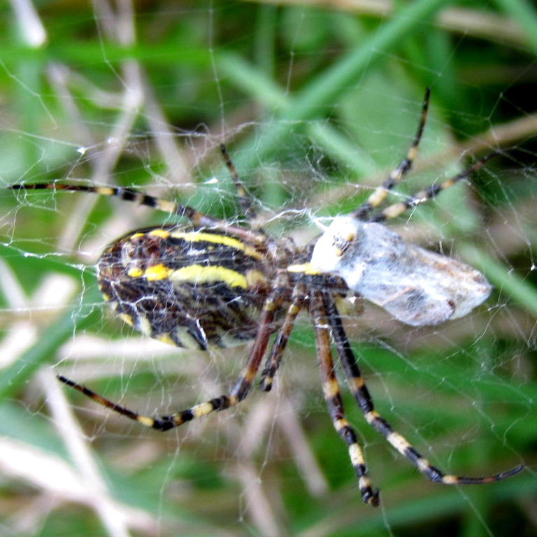 Wasp Spider