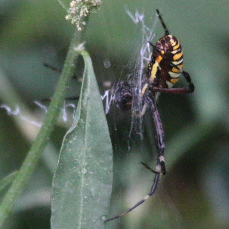 Wasp Spider