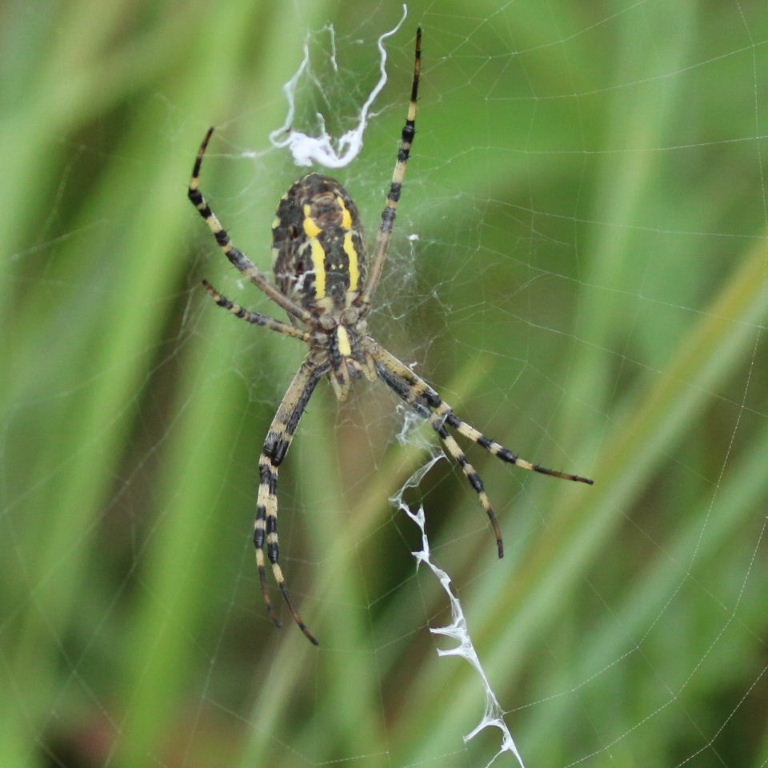 Wasp Spider