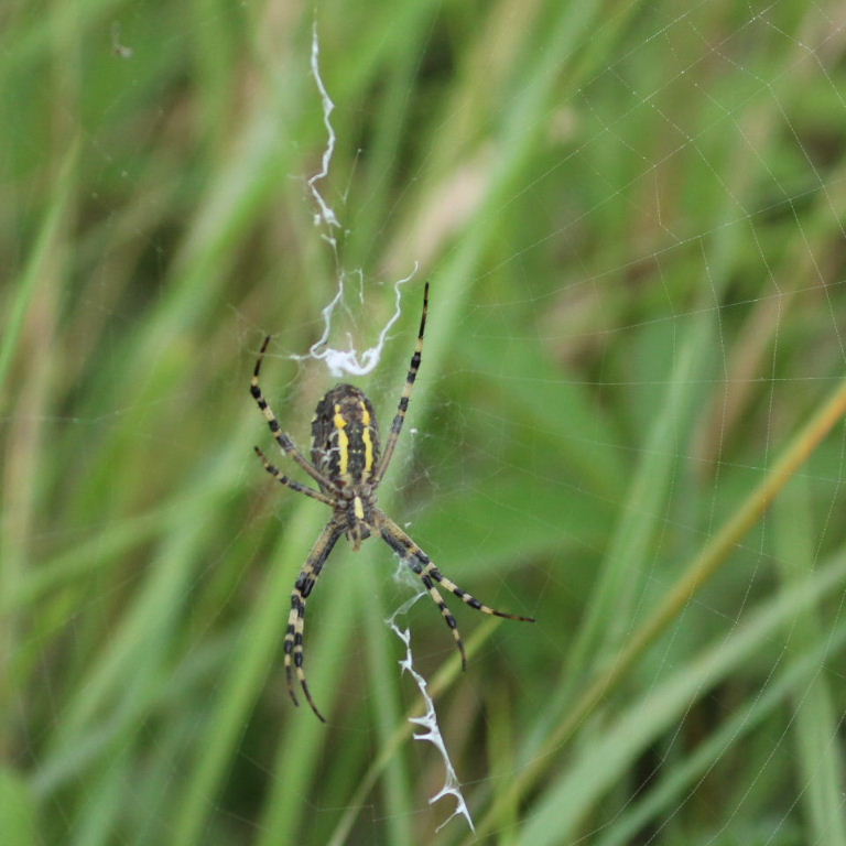 Wasp Spider