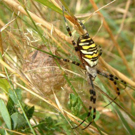 Wasp Spider