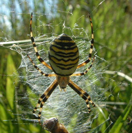 Wasp Spider