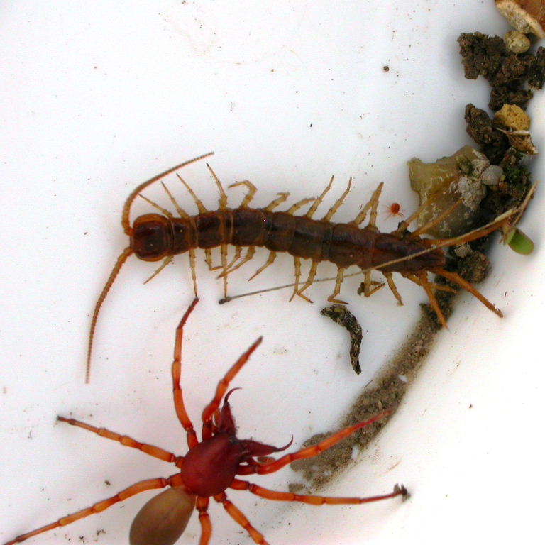 Wood Louse Spider