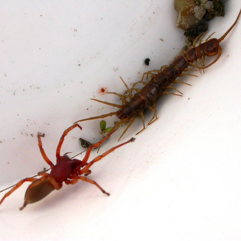 Wood Louse Spider