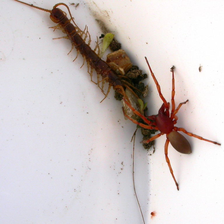 Wood Louse Spider