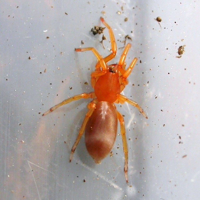 Wood Louse Spider