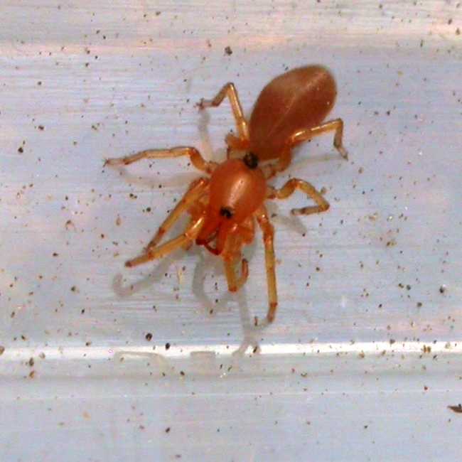 Wood Louse Spider