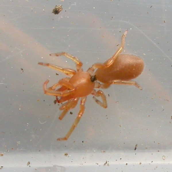 Wood Louse Spider
