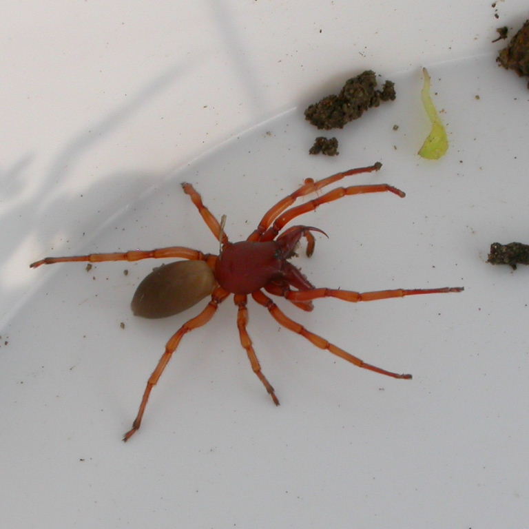 Wood Louse Spider