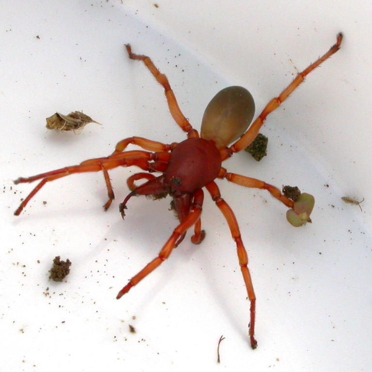 Wood Louse Spider