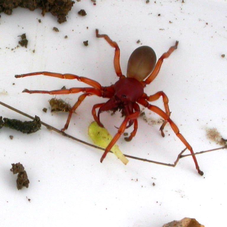 Wood Louse Spider