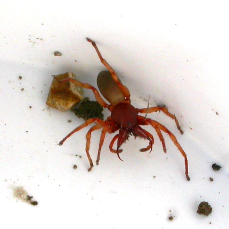 Wood Louse Spider