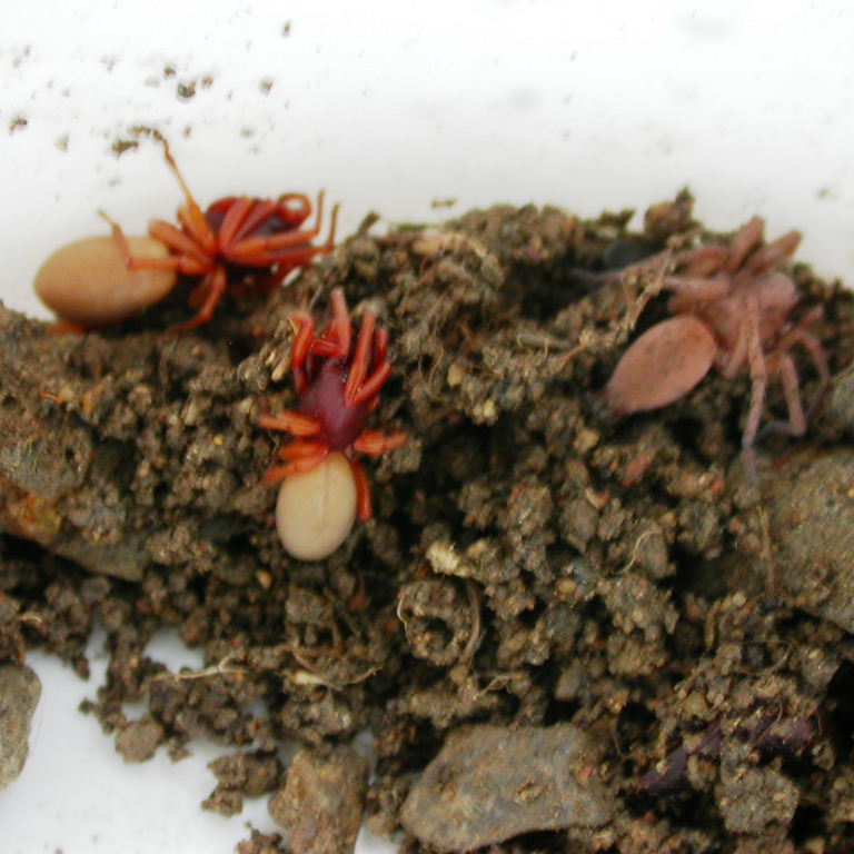Wood Louse Spider
