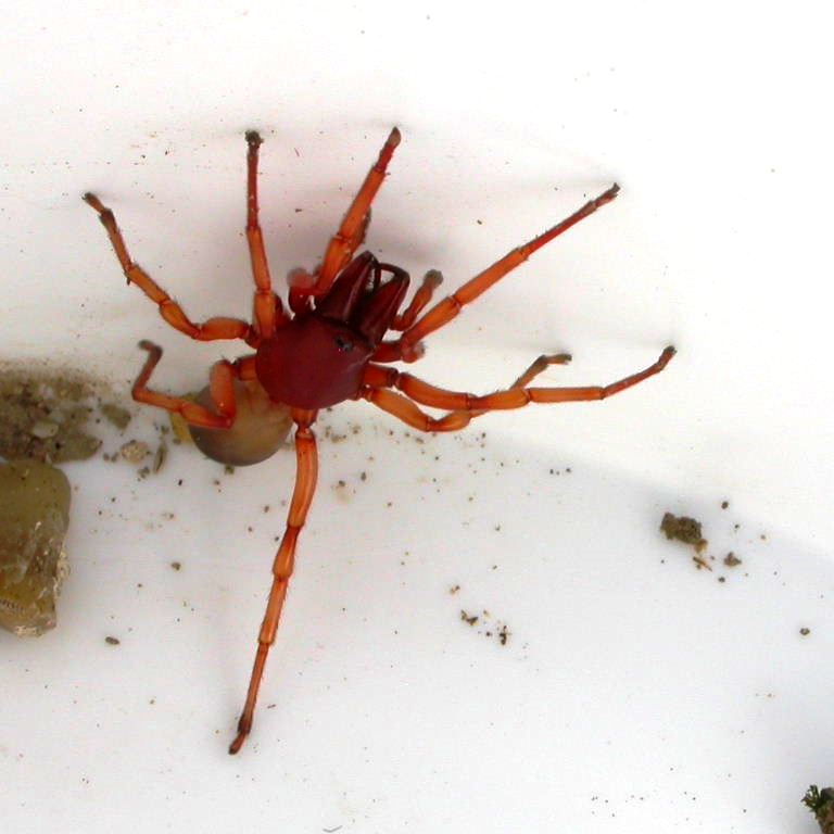 Wood Louse Spider