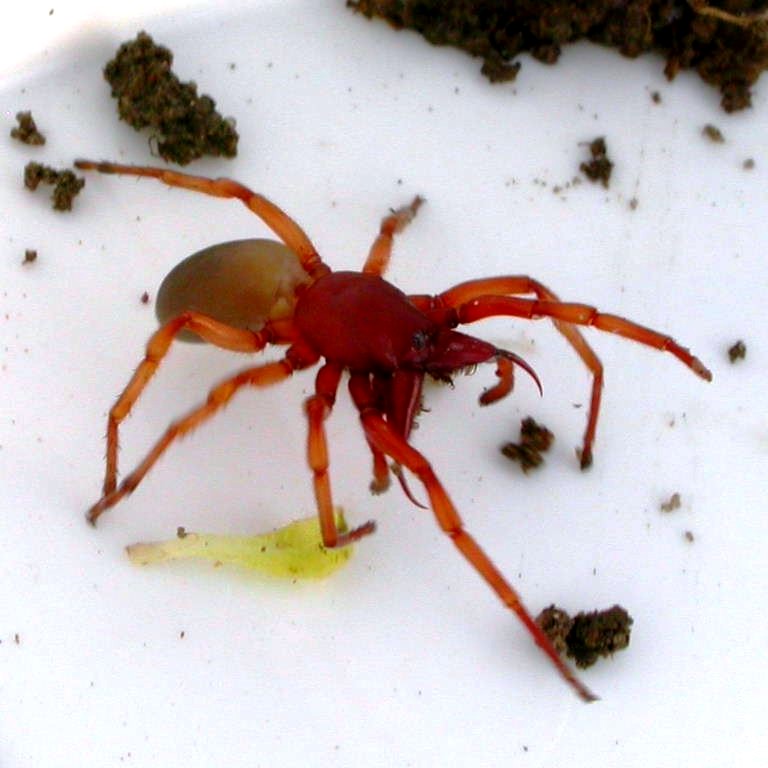 Wood Louse Spider