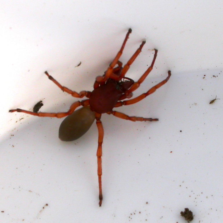 Wood Louse Spider