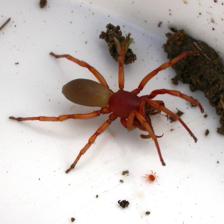 Wood Louse Spider