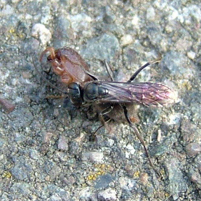 Pompoilid Wasp and Stone Spider