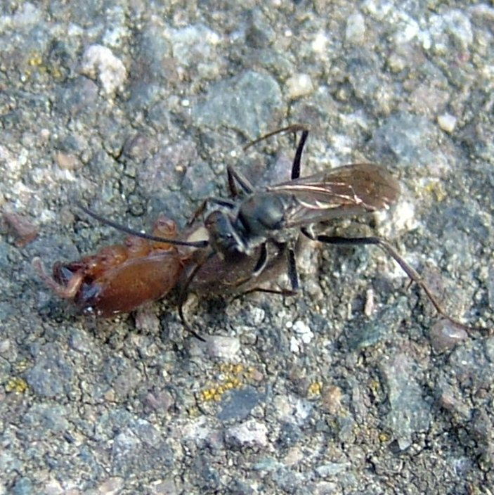 Pompoilid Wasp and Stone Spider