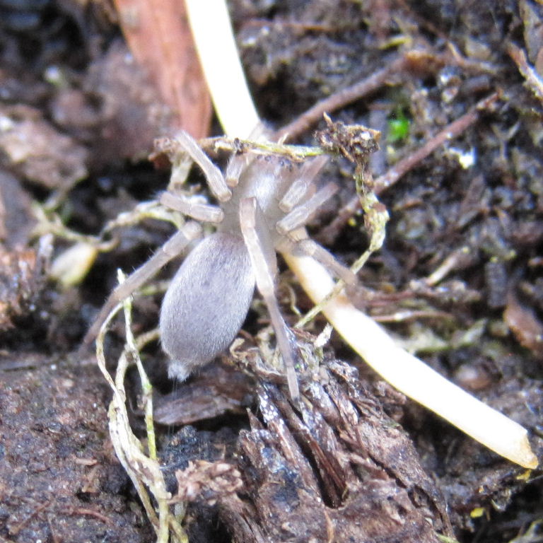 Stone Spider