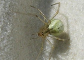 Candy-striped Spider, lineata form