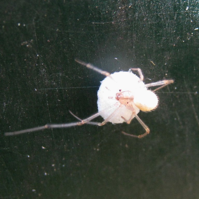White Spider with egg sac