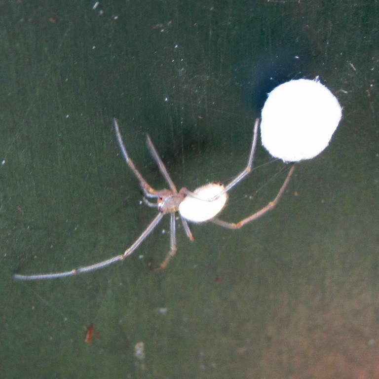 White Spider with egg sac