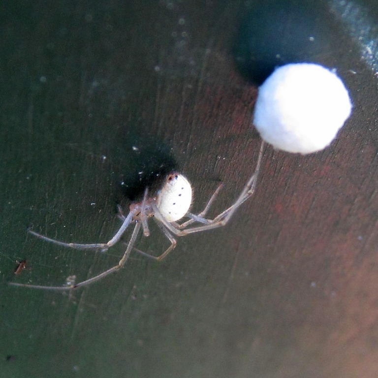 White Spider with egg sac