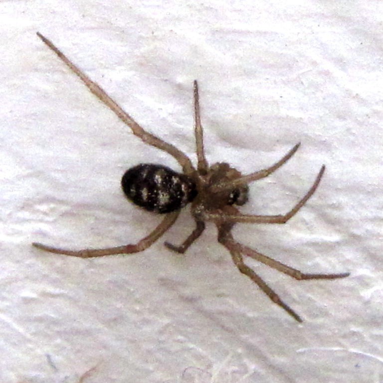Cupboard False Widow Spider