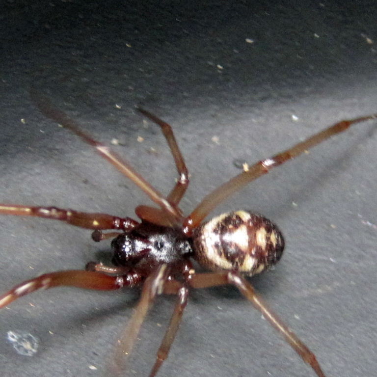 Cupboard False Widow Spider