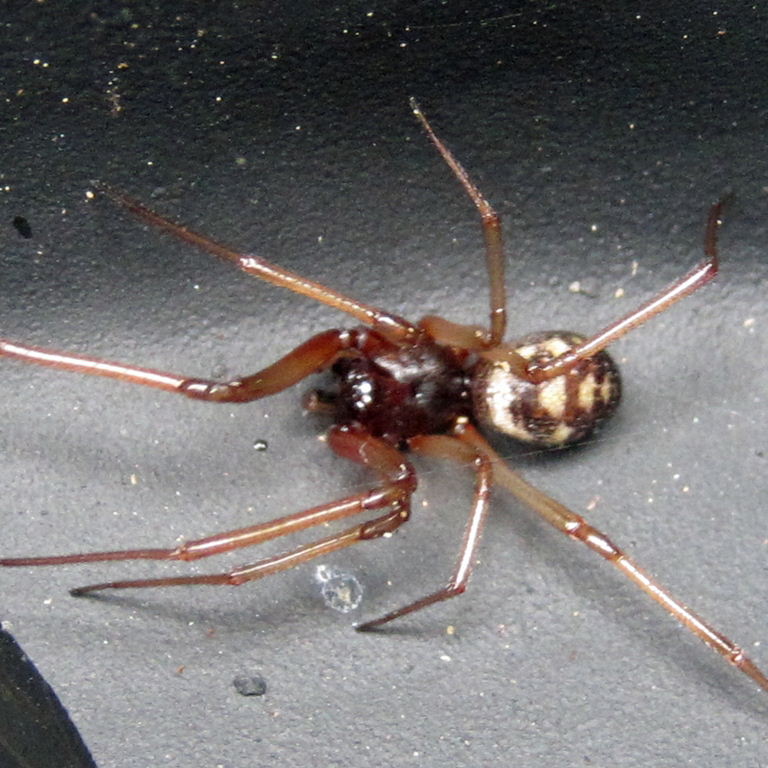 Cupboard False Widow Spider