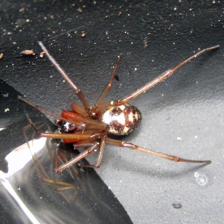 Cupboard False Widow Spider