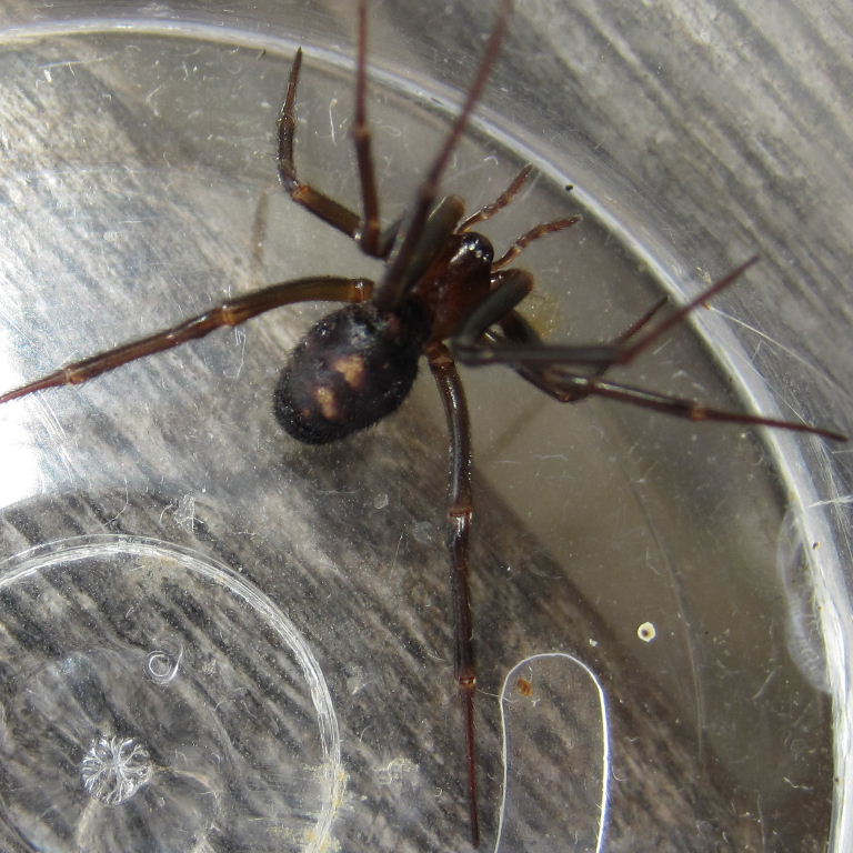 Cupboard False Widow Spider