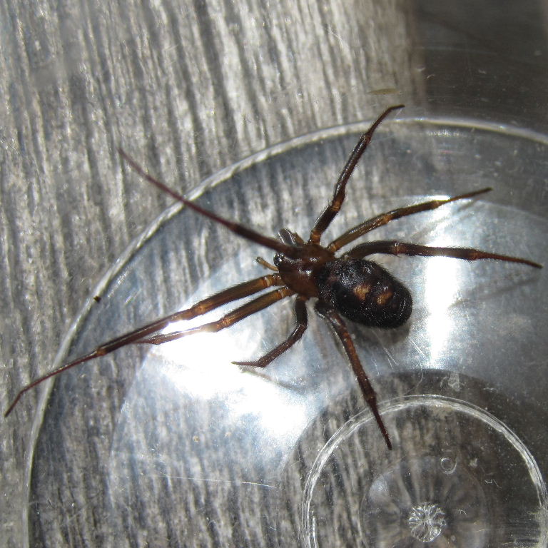 Cupboard False Widow Spider