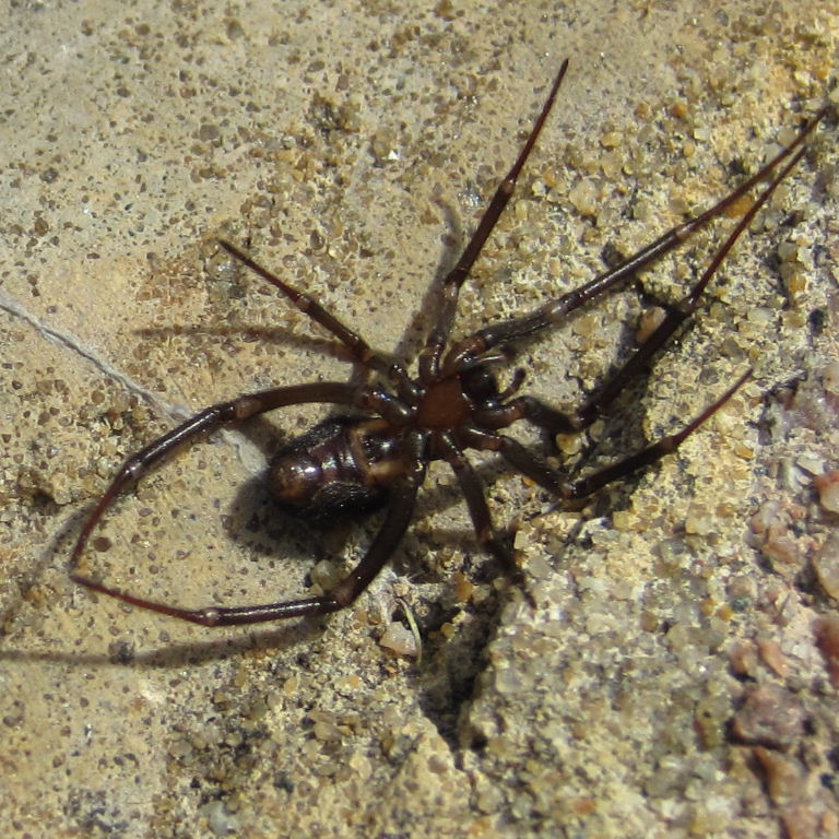 Cupboard False Widow Spider