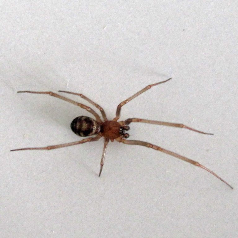 Cupboard False Widow Spider