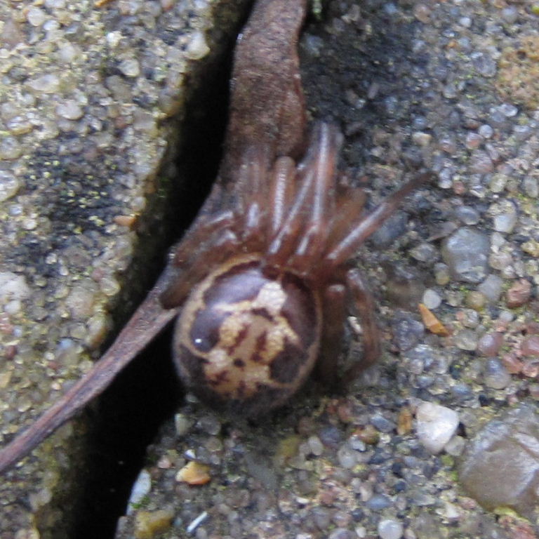 Noble False Widow Spider