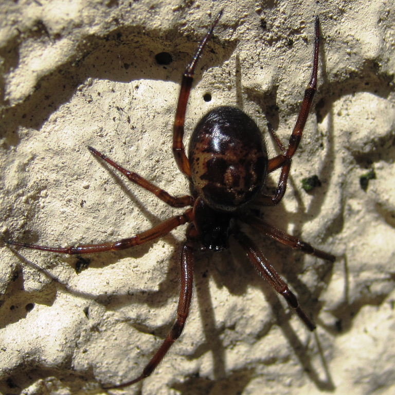 Noble False Widow Spider
