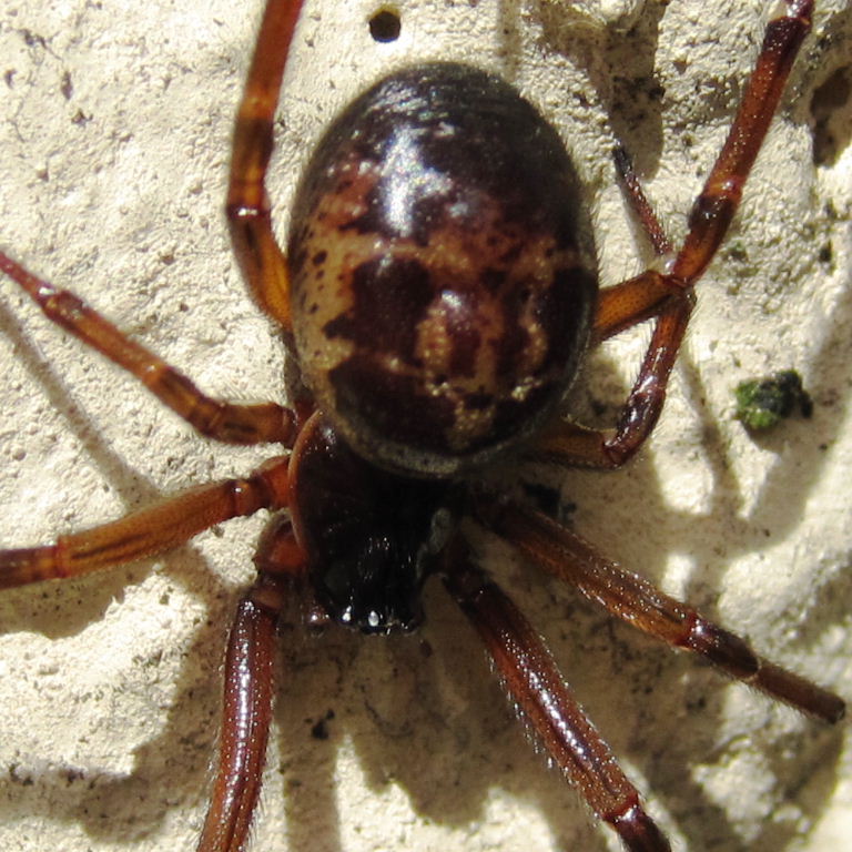 False Widow Spider
