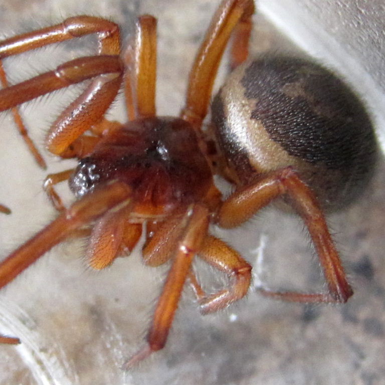 False Widow Spider